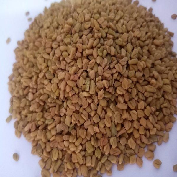 Premium Fenugreek Seeds - Fresh and Clean