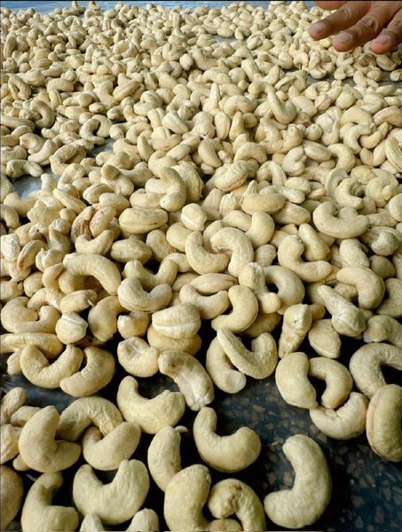 Cashew Nut Kernels