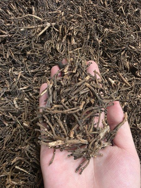 Cloves Stems