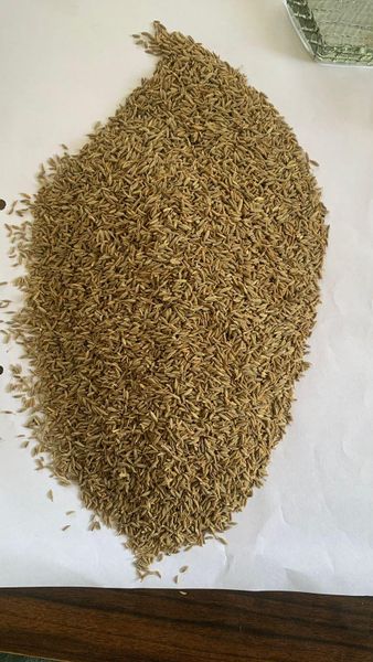 Premium Indian Cumin Seeds (Jeera) – Machine Cleaned & Sortex