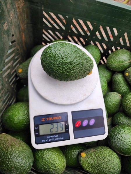Avocado Oil
