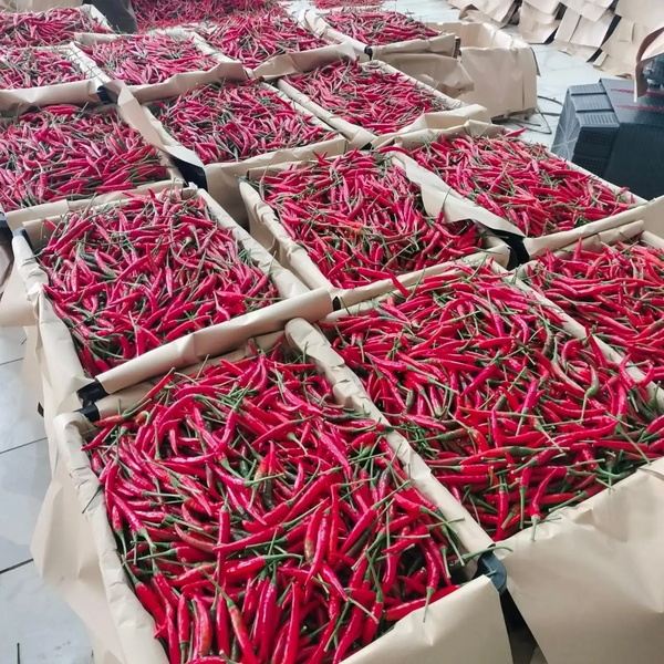 Thai-Chilli