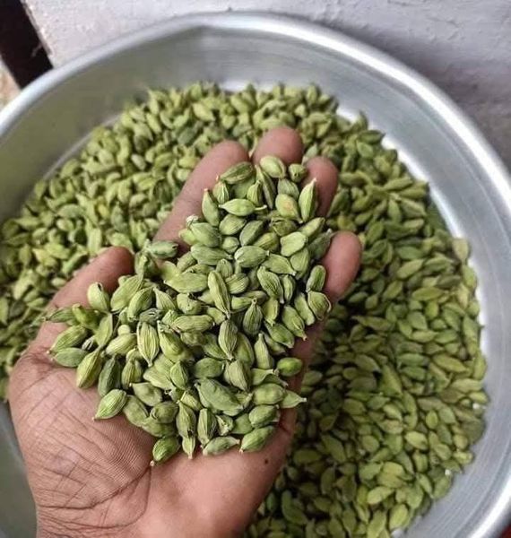 Green Cardamom 7MM