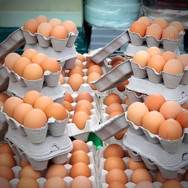 Fresh Chicken Eggs