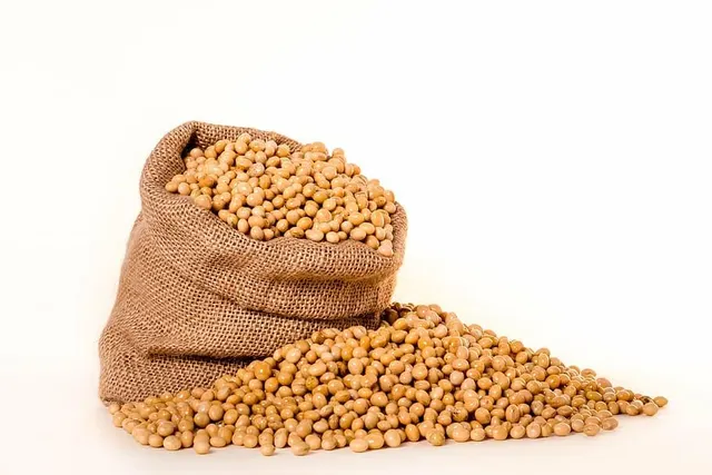 Dried Common Bean