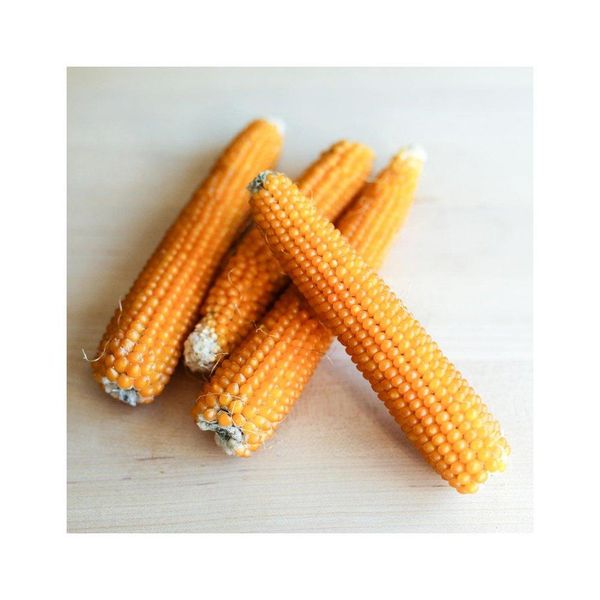 Premium Yellow Corn - Batch 4