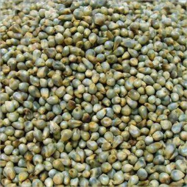 Well Processed Pearl Millet Grain