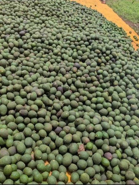 Value-Added White Sapote