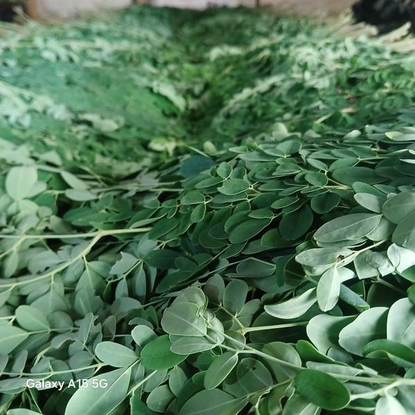Fresh Moringa Leaves