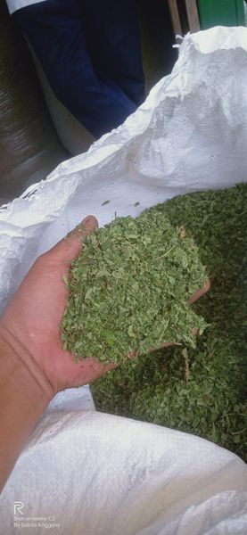 Fresh Curry Leaves