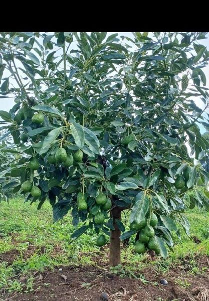 Hass Avocado