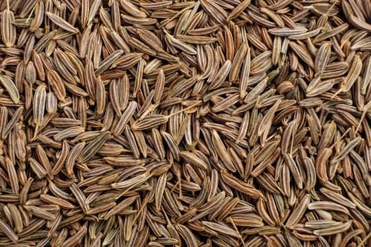 Premium Cumin Seeds