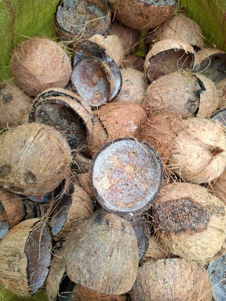 Coconut Charcoal - For Grilling
