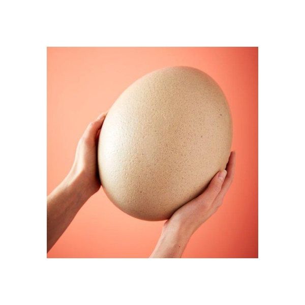Fertile Ostrich Egg