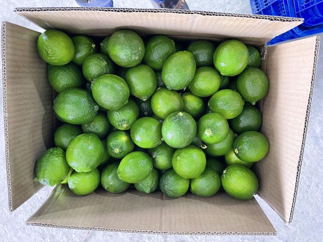 Seedless Lime