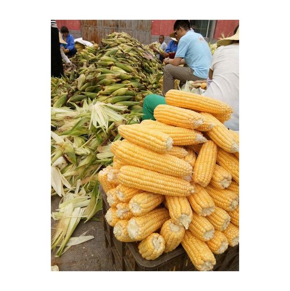 Premium Yellow Corn - Batch 2