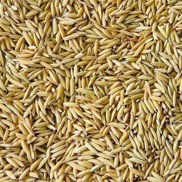 Premium Paddy Rice