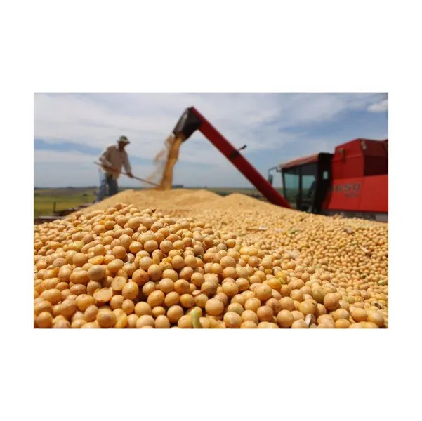 High Quality Non GMO Yellow Soybeans