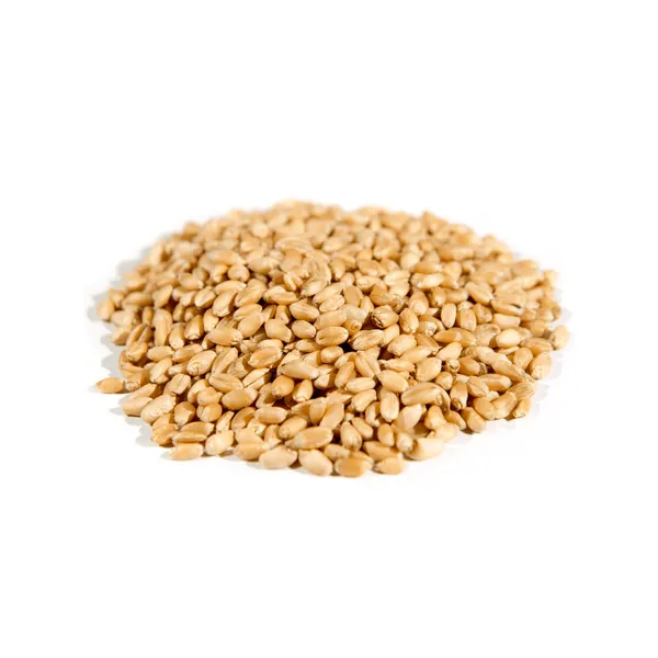 Premium Wheat Grain - White