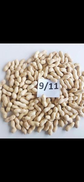Premium Peanuts in Shell