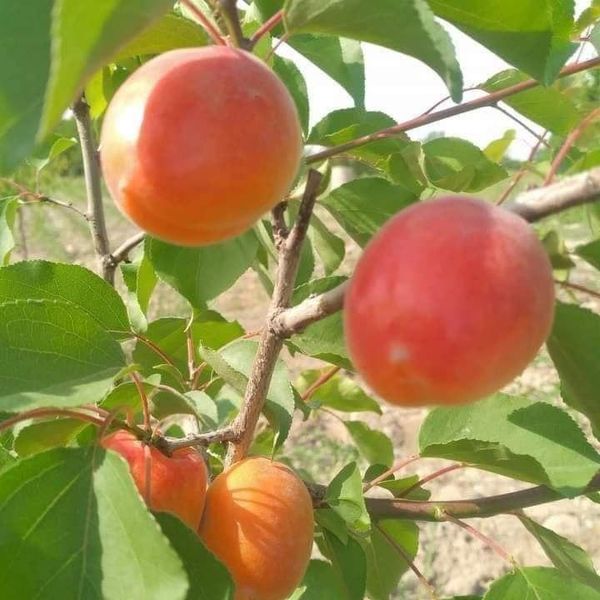 Apricot Products Collection
