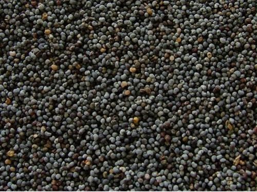 Fresh Poppy Seeds