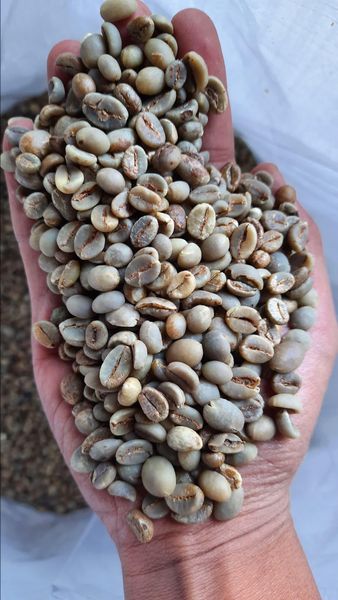Kemasan Kopi Biji Hijau Robusta