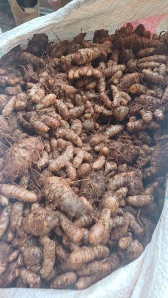 Raw Turmeric Powder