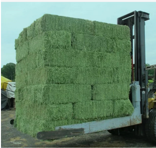 Alfalfa Hay