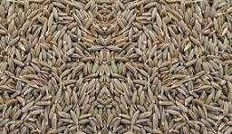 Natural Dried Cumin Seeds