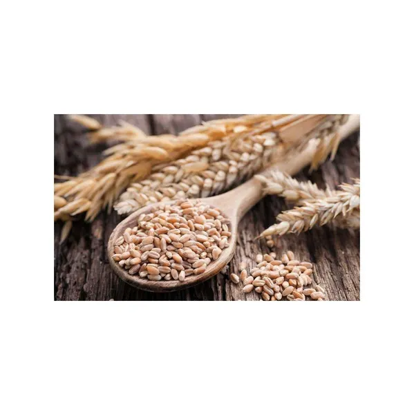 Premium Wheat Grain - Organic