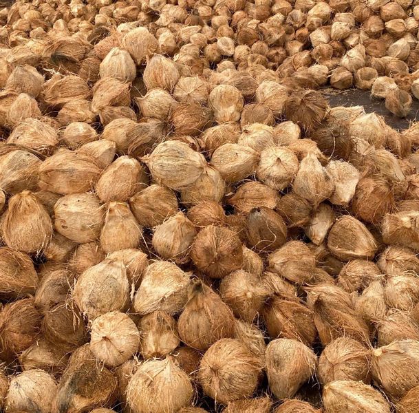 Desiccated-Coconut