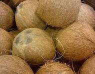 Semi Husked Coconut