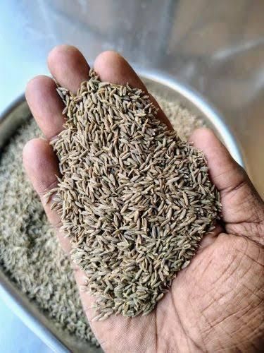 Indian Cumin Seeds