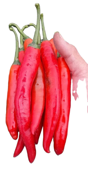 Fresh-Green-Chilli