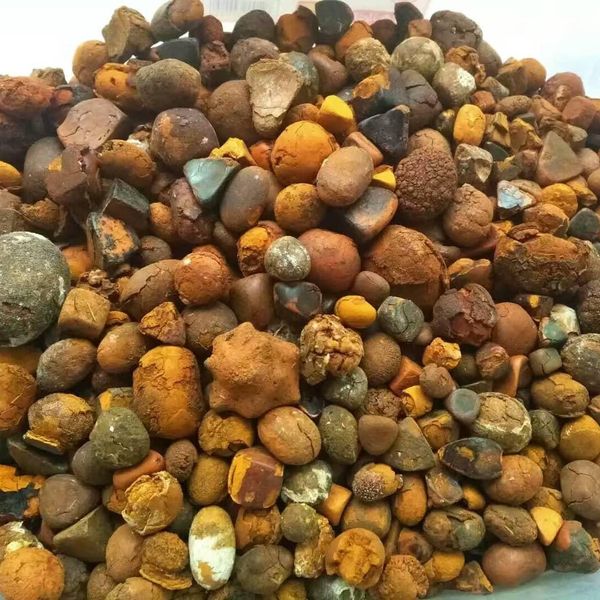 Ox Gallstones (Bladder Type)