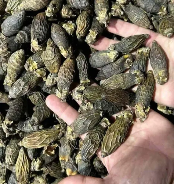 Premium Young Dried Areca Nut
