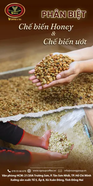 Robusta Coffee Bean