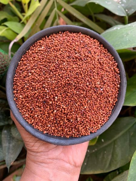 Bulk Finger Millet - 50kg Bag