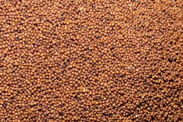 Finger Millet in Storage Bin