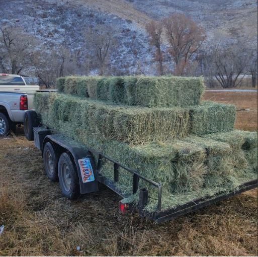 Timothy Hay Strips