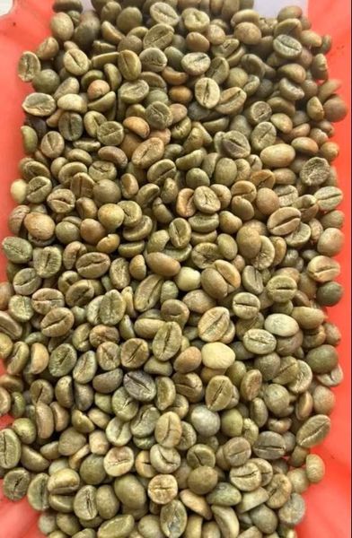 Organic Robusta Green Coffee Beans
