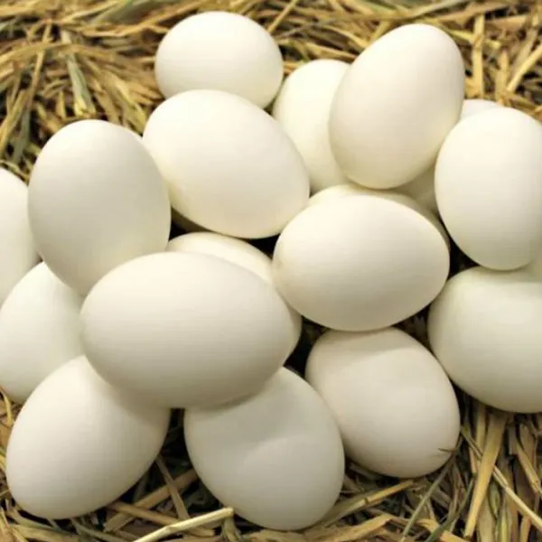 Fresh and Natural Hatching Duck Egg