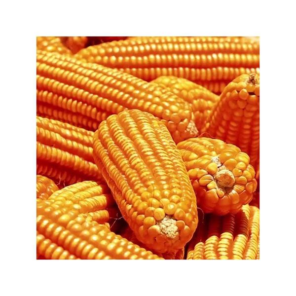 Yellow corn in bulk