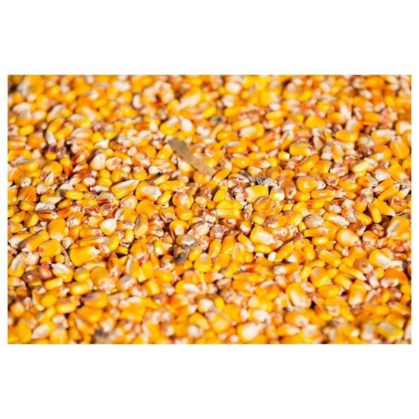 Yellow corn in storage