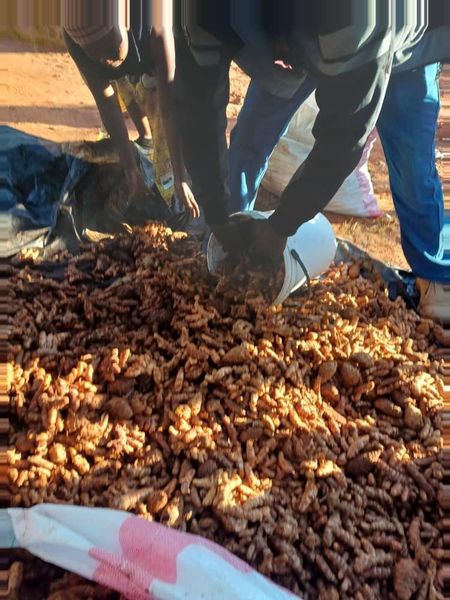 Raw Turmeric Root