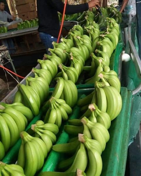 Green Banana Product 2