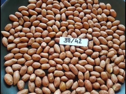 Turkish Origin Peanut Kernel