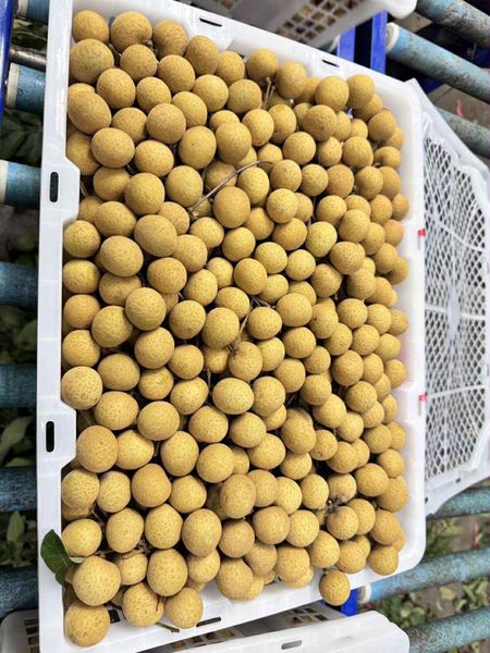 Fresh longan fruit