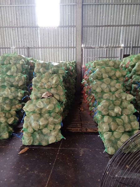 Fresh-Endocarp-Coconut